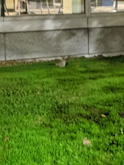 Sylvilagus floridanus