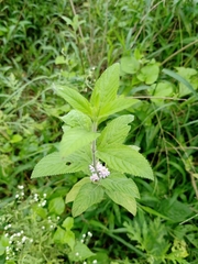 Lippia alba