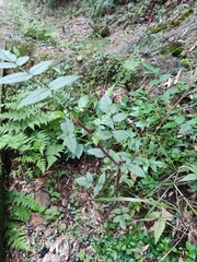 Rubus sumatranus
