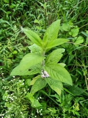 Lippia alba