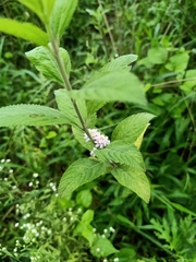 Lippia alba