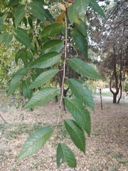 Ulmaceae