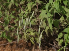 Bromus ciliatus