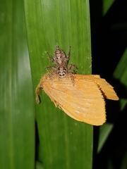 Hyllus semicupreus