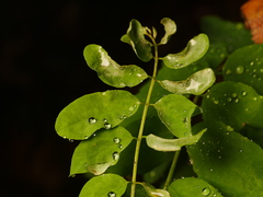 Erysiphe palczewskii