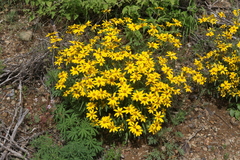 Heliopsis parvifolia