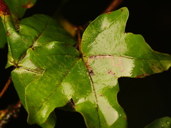 Stigmella aceris