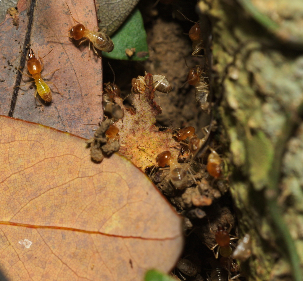 Macrotermes barneyi