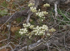 Psacalium decompositum