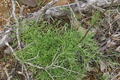 Psacalium decompositum