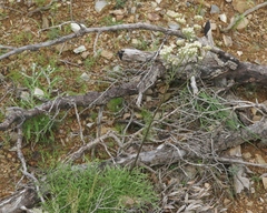 Psacalium decompositum