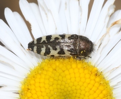 Acmaeodera decipiens