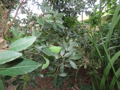 Allophylus natalensis