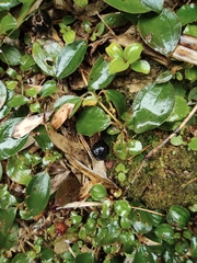 Melastoma dodecandrum