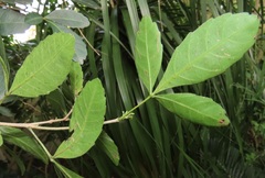 Allophylus natalensis