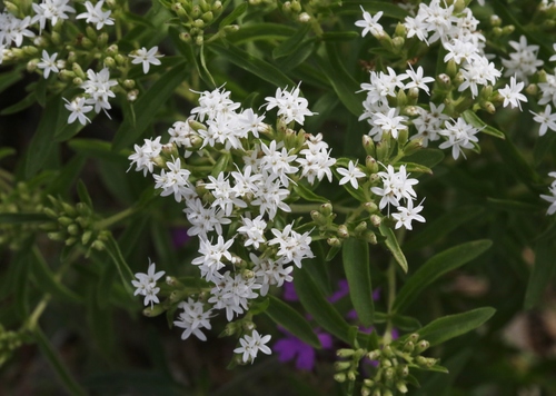 Plummer's candyleaf (Stevia plummerae var. alba)