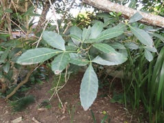 Allophylus natalensis