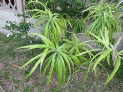 Dracaena angustifolia