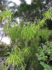 Dracaena angustifolia