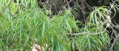 Dracaena angustifolia
