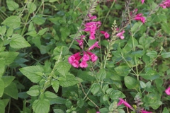 Salvia lemmonii