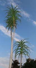 Aloidendron barberae