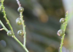 Dracaena angustifolia