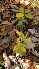 Lysimachia quadrifolia