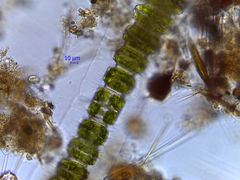 Desmidium