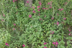 Salvia lemmonii