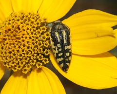 Acmaeodera amplicollis