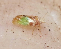 Nyctiphalerus propinquus