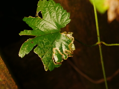 Agromyza flaviceps