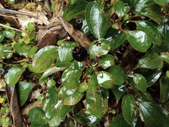 Melastoma dodecandrum