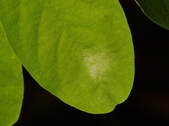 Erysiphe palczewskii
