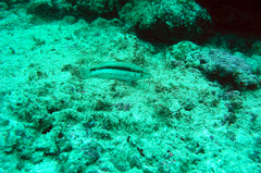 Serranus psittacinus
