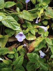 Torenia asiatica
