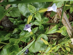 Torenia asiatica