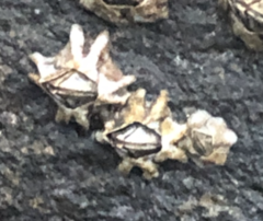 Austrominius covertus