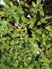 Torenia asiatica