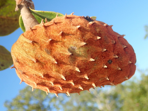 Annona coriacea Mart.