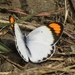 Indian Little Orange-Tip - Photo (c) Dilip Virkhade, some rights reserved (CC BY-NC), uploaded by Dilip Virkhade
