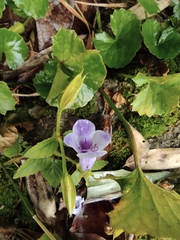 Torenia asiatica