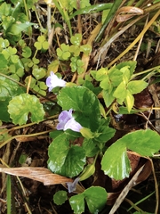 Torenia asiatica