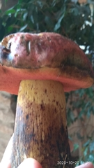Rubroboletus lupinus