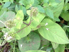 Lepechinia caulescens