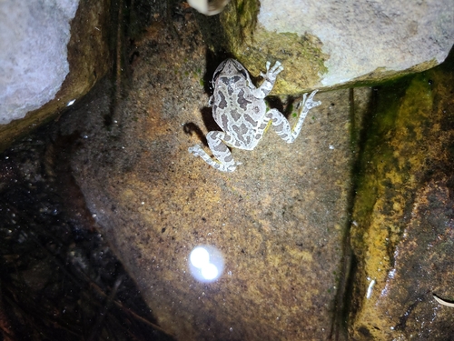 iNaturalist observation photo of Pacific chorus frog