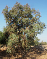 Tamarix nilotica