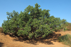 Ficus sycomorus