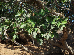 Ficus sycomorus